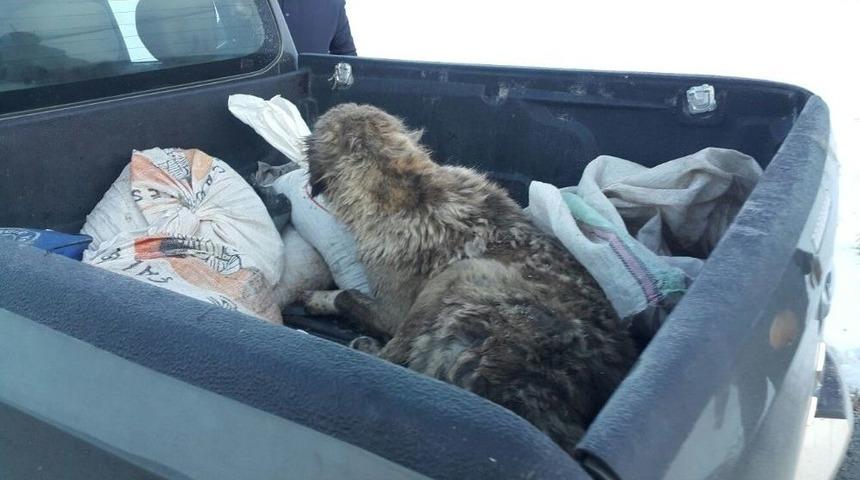 Yaralı K&ouml;peğe Belediye Sahip &Ccedil;ıktı