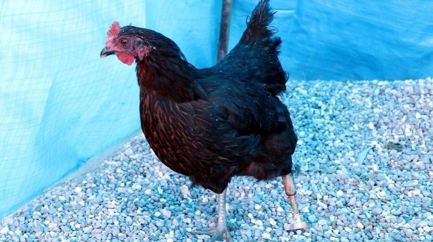 Tavuğu İ&ccedil;in Ahşap Protez Bacak Yaptı