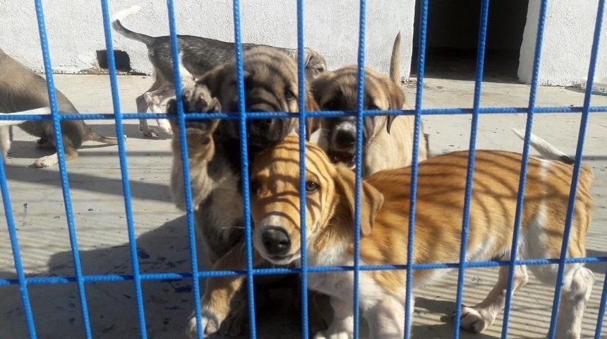 Hayvanlara Şiddet Uygulayanlara 674 Bin Lira Ceza