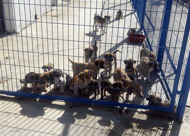 Hayvanlara Şiddet Uygulayanlara 674 Bin Lira Ceza