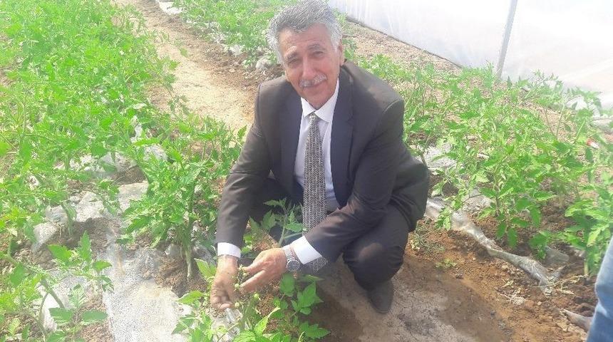 Sodes Projesi Kapsamında Ekilen Sebzeler İlk Mahsul&uuml; Verdi