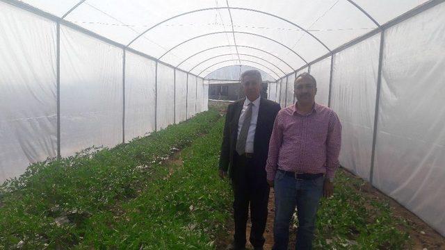 Sodes Projesi Kapsamında Ekilen Sebzeler İlk Mahsul&uuml; Verdi 1