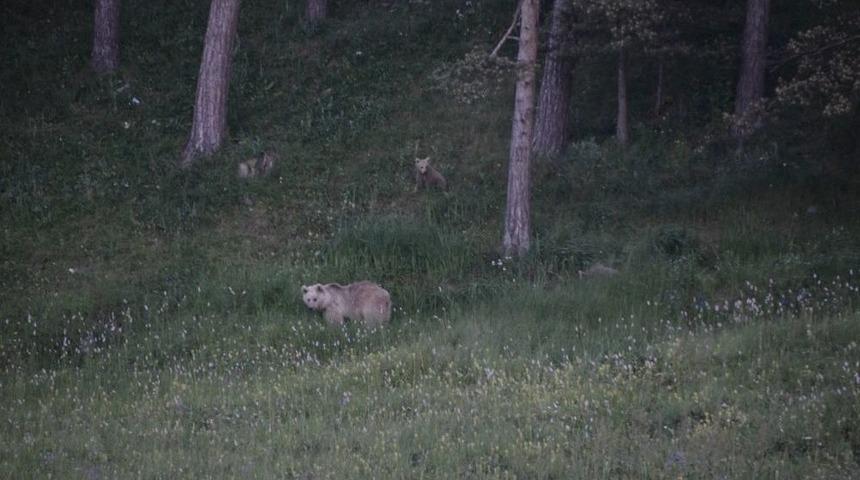 Boz Ayılar Sarıkamış&rsquo;ta G&ouml;r&uuml;nt&uuml;lendi