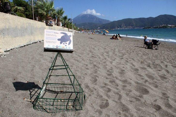 Fethiye’de Yavru Caretta Carettaların Denize Yolculuğu Başladı G1