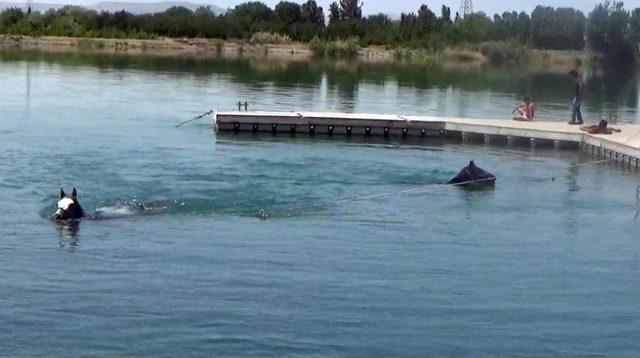 Sıcaktan Bunalan Atlarını Fırat’ta Serinlettiler