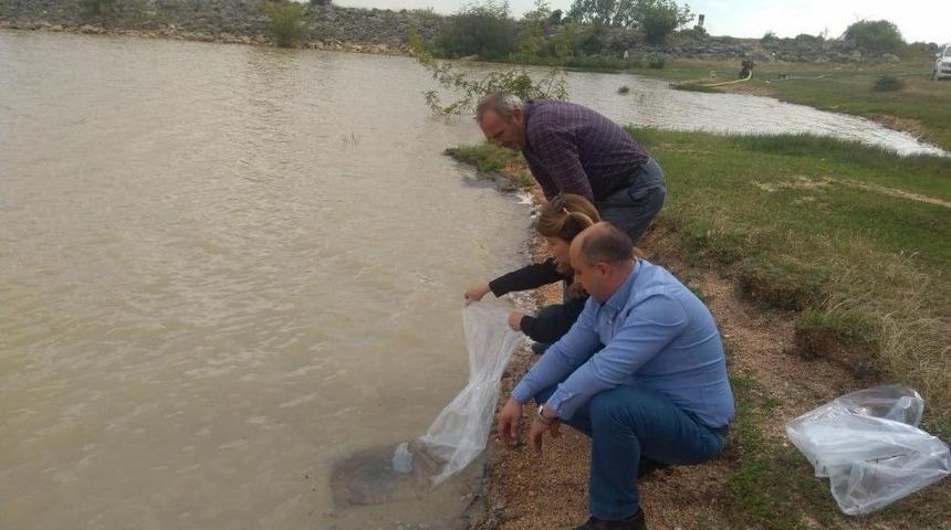 Kırklareli Göllerine 33 Bin Sazan Takviyesi