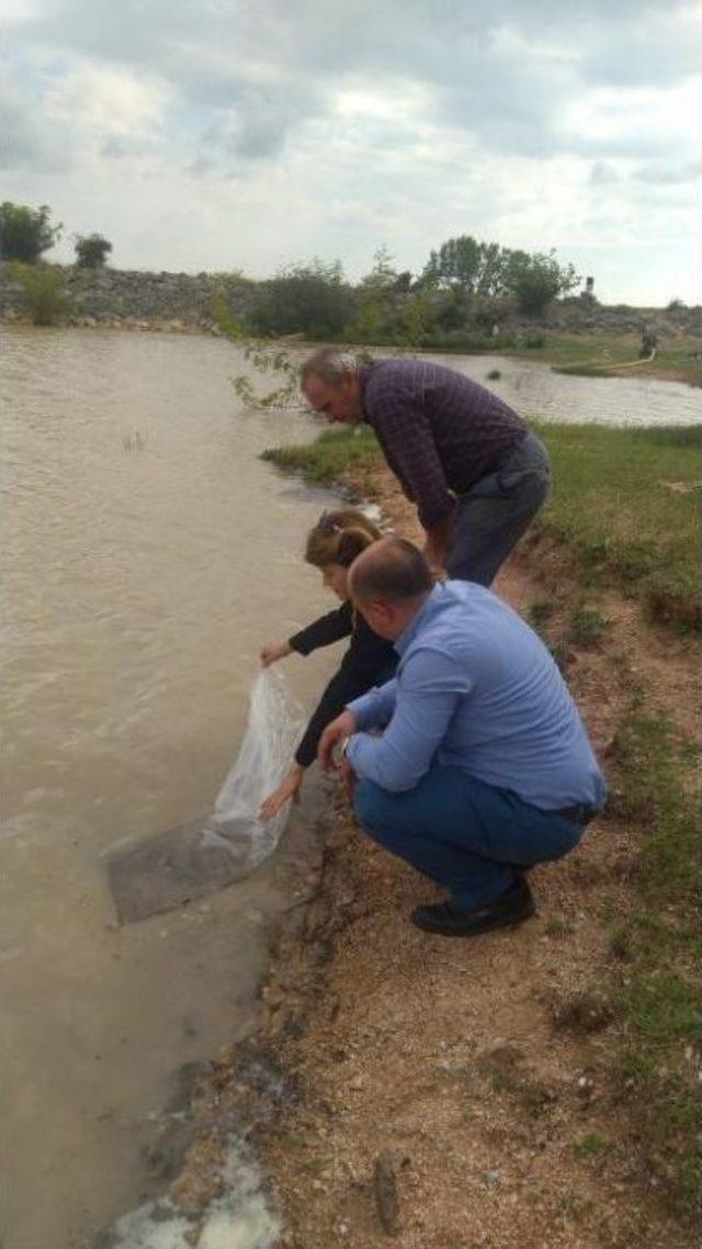 Kırklareli Göllerine 33 Bin Sazan Takviyesi