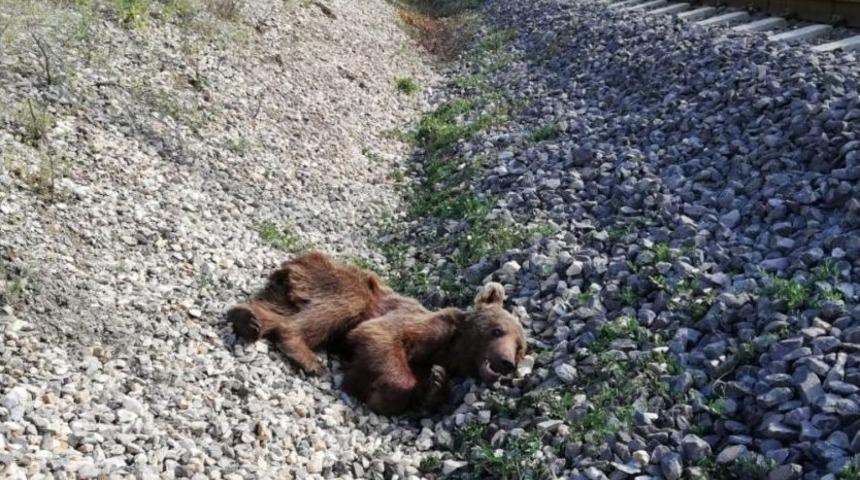 Y&uuml;k Treninin &Ccedil;arptığı Boz Ayı Telef Oldu