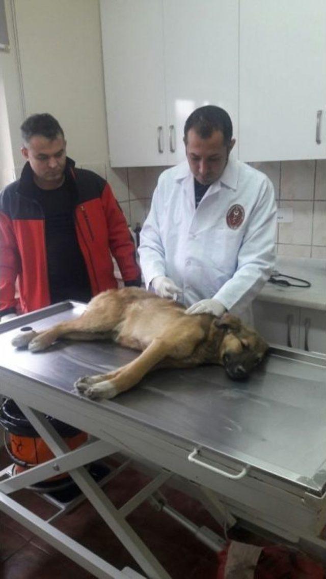 Aracın &Ccedil;arptığı K&ouml;peğe Kısa S&uuml;re İ&ccedil;erisinde Yardım Eli Uzandı 1