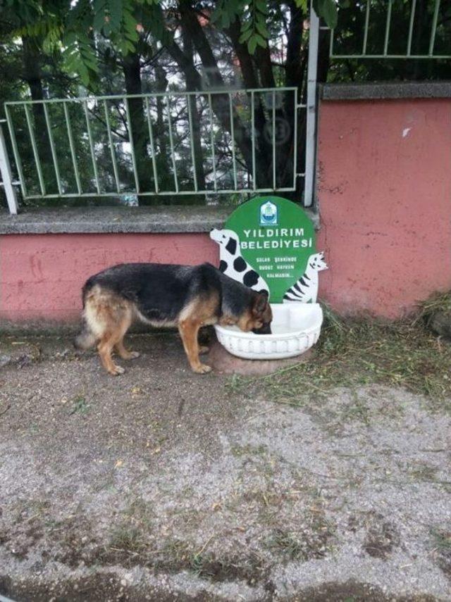 Sokak Hayvanlarına ‘yıldırım’ Destek