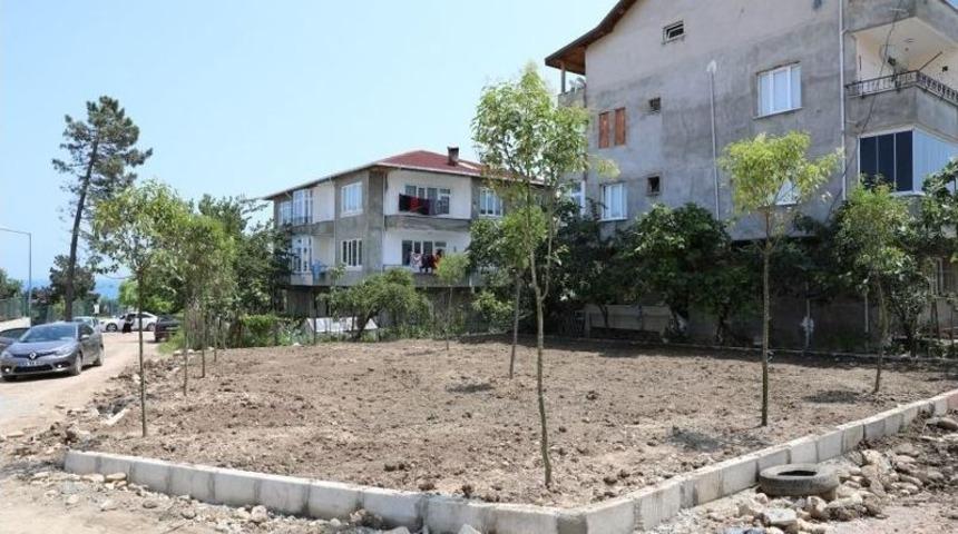 Fatsa Belediyesinden Yeşillendirme &Ccedil;alışmaları