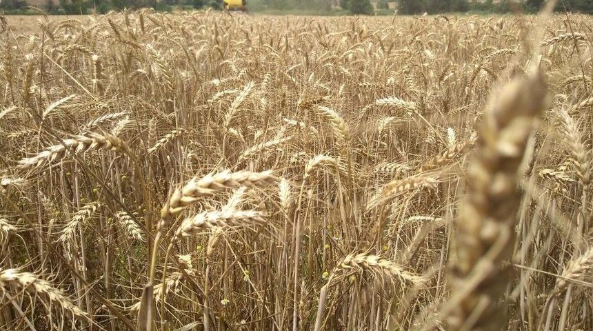Edirne&rsquo;de Buğdaylar Tarlada Kaldı