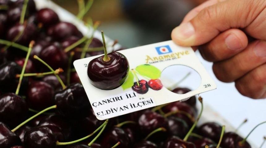Eldivan&rsquo;da Buzağı Ve Kiraz Yarışması