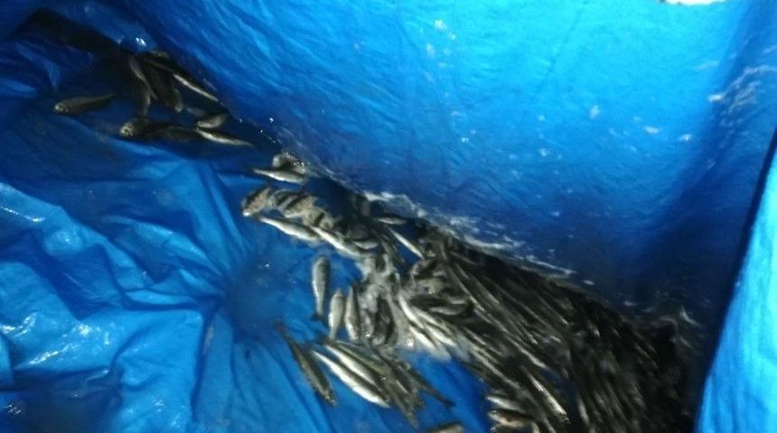 Van&rsquo;da 750 Kilo İnci Kefali Balığı Ele Ge&ccedil;irildi