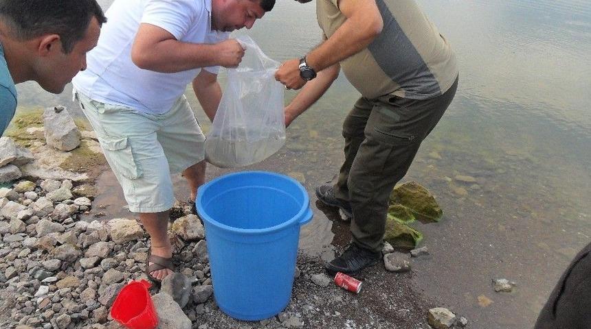 Balıkesir&rsquo;de 95 Bin Sazan G&ouml;letlere Bırakıldı