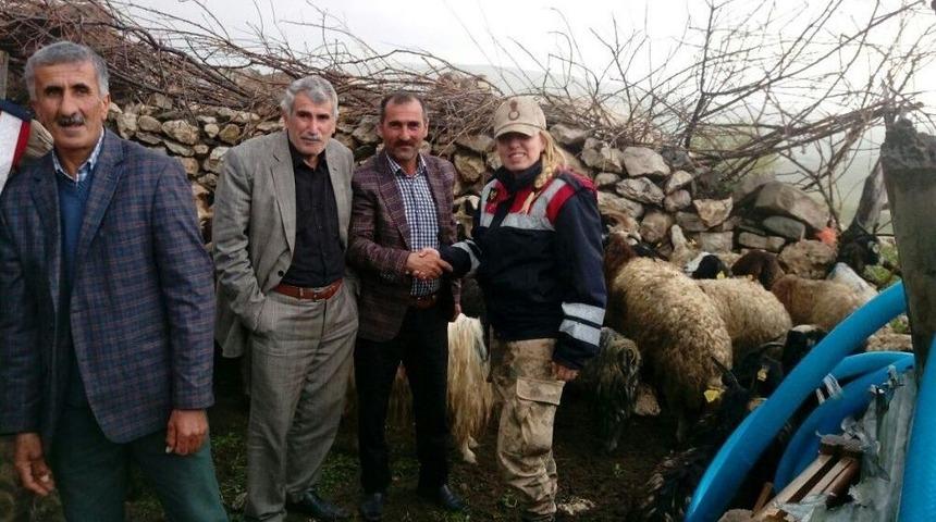 Jandarma Kaybolan Koyunları Sahiplerine Teslim Etti