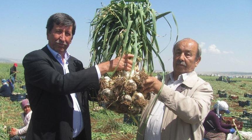 Araban Ovasında Yeşil Sarımsak Hasadı Başladı