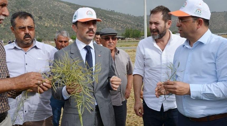 Milas’ta ‘ot Tipi Yem Şalgamı’ Tarla Gününde Tanıtıldı