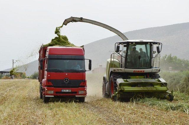 Milas’ta ‘ot Tipi Yem Şalgamı’ Tarla Gününde Tanıtıldı