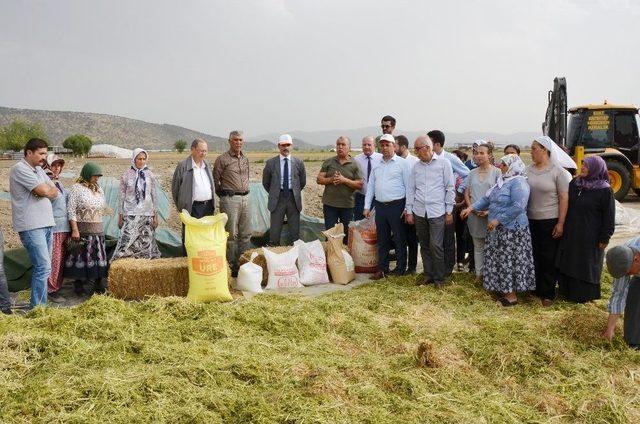 Milas’ta ‘ot Tipi Yem Şalgamı’ Tarla Gününde Tanıtıldı