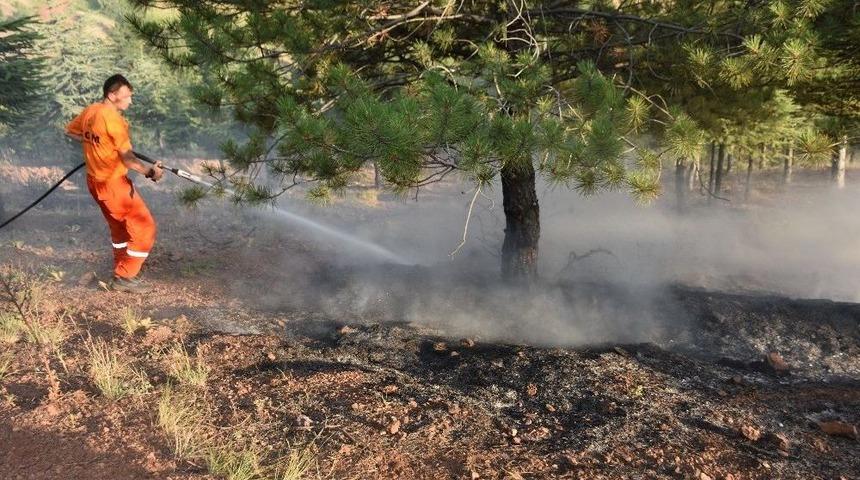 Ateş Yakan &Ccedil;ocuklar, Ormanı K&uuml;l Edecekti