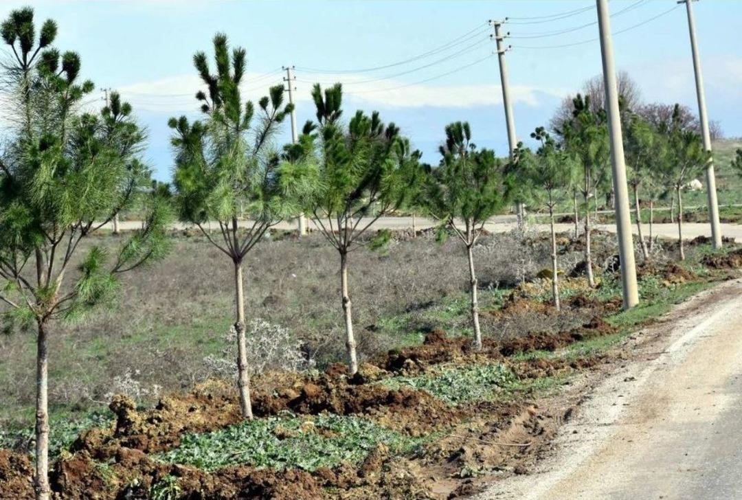Aliağa Belediyesi Mezarlık Yolunu Ağa&ccedil;landırdı