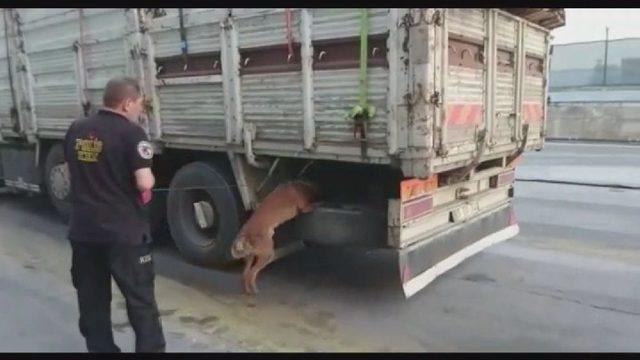 Stepne Lastiğe Gizlenen Uyuşturucu, Narkotik Köpeği Tarafından Bulundu