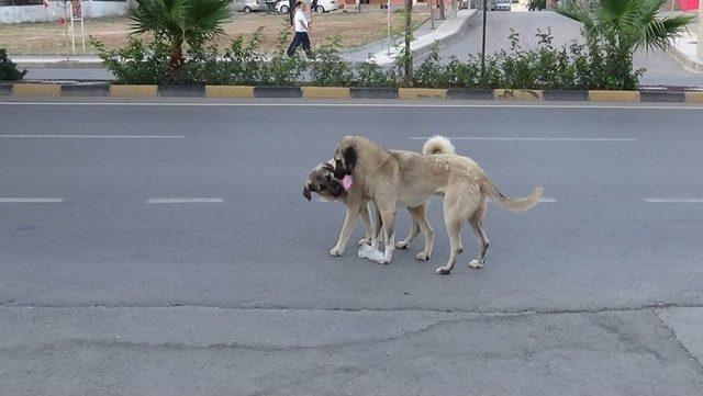 Sokak Köpekleri Vatandaşların Korkulu Rüyası Oldu