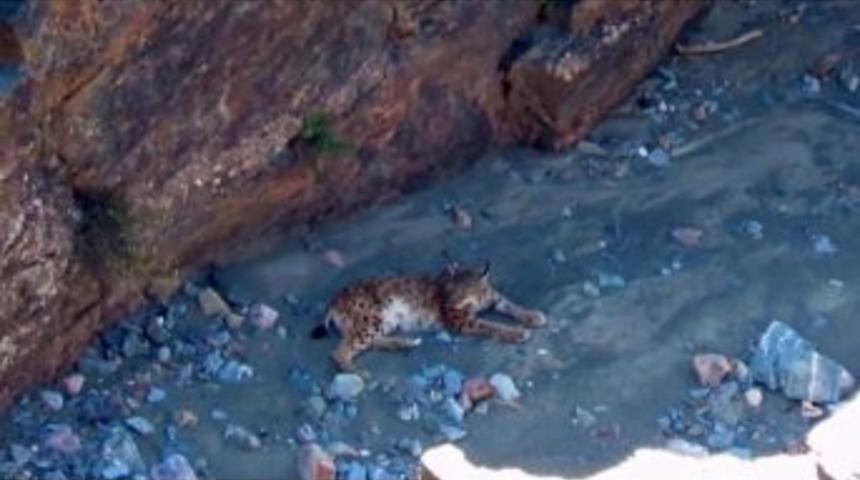 Erzincan&rsquo;da Nesli T&uuml;kenmekte Olan Vaşak G&ouml;r&uuml;nt&uuml;lendi