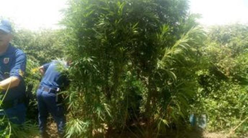 Jandarma&rsquo;dan Bozdoğan Ve Germencik&rsquo;te Uyuşturucu Operasyonu