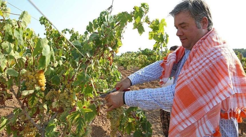 Buca &Uuml;z&uuml;m Bağından Bereket Fışkırıyor