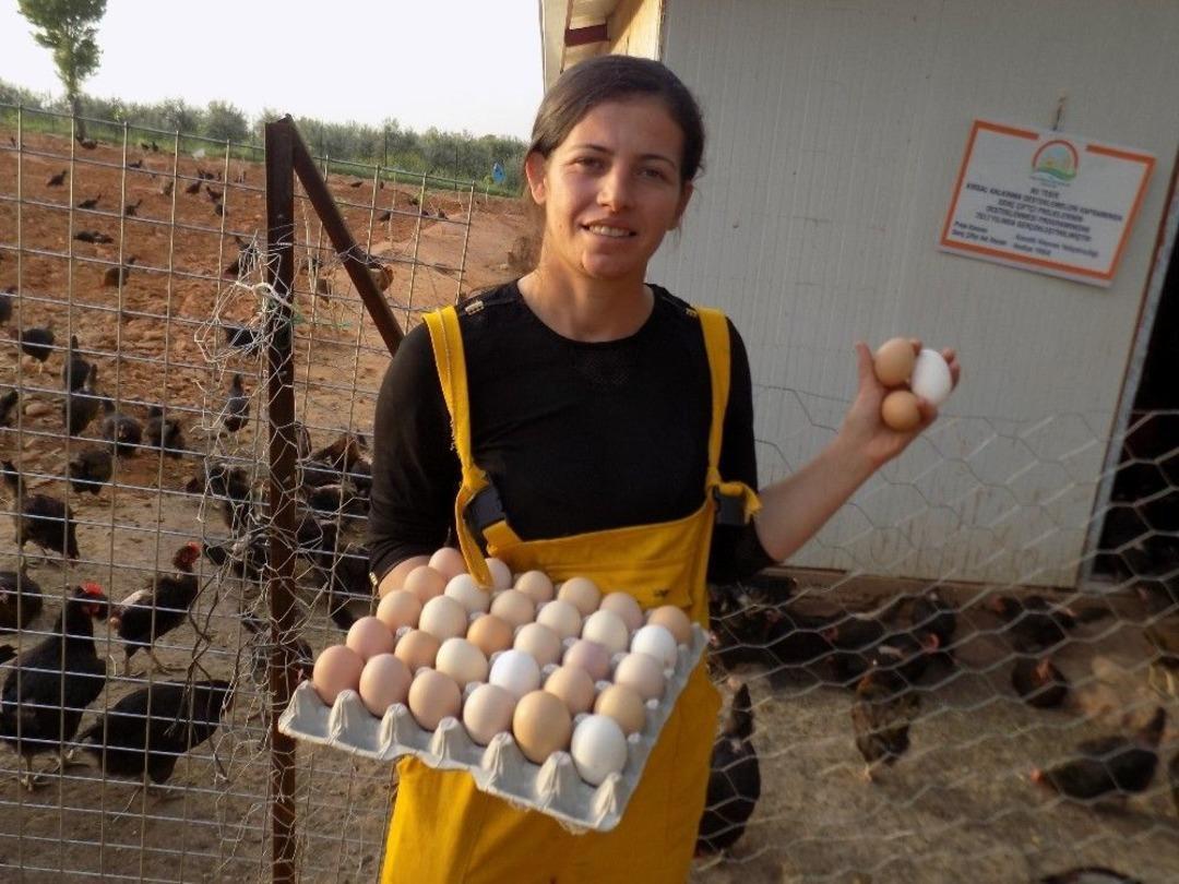 Mozart Ve Erik Dalı Dinleterek Tavuklarının Verimini Arttırdı