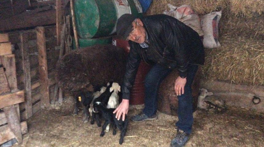 (&ouml;zel Haber) Bir Batında 5 Kuzu Doğurdu