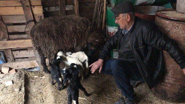 (&ouml;zel Haber) Bir Batında 5 Kuzu Doğurdu 1