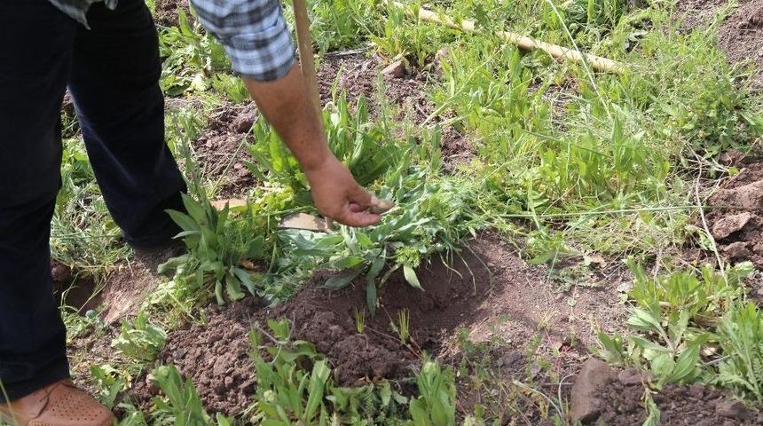 Toplanması Yasak Olan 6 Kilo Salep Soğanına 48 Bin 625 Lira Ceza