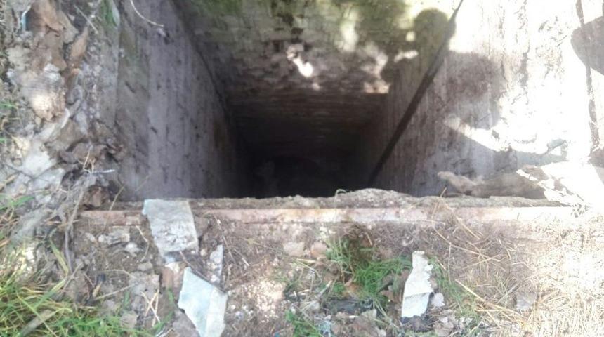 Su Kuyusuna D&uuml;şen İnek Telef Oldu