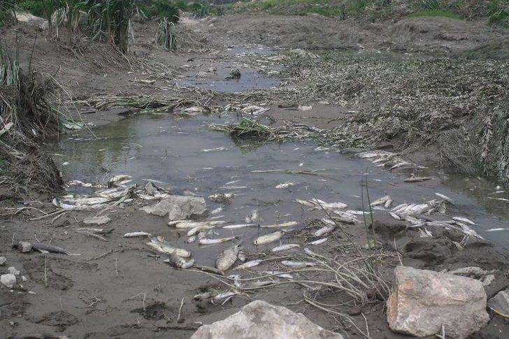 Yeşilırmak’ta Yüzlerce Balık Telef Oldu G2