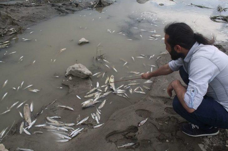 Yeşilırmak’ta Yüzlerce Balık Telef Oldu G3