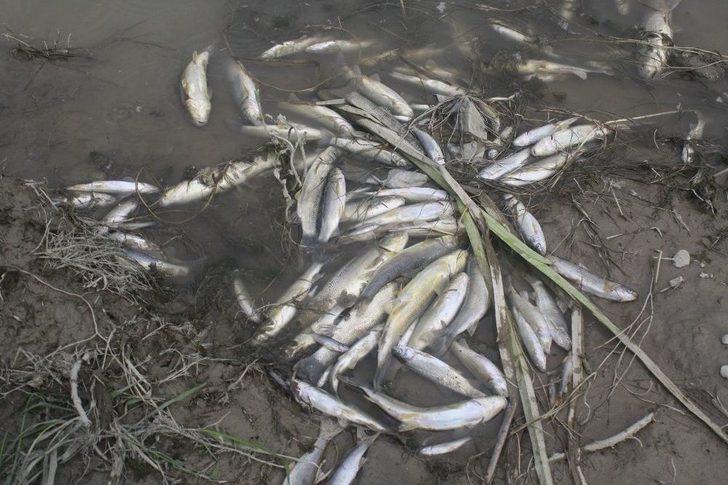 Yeşilırmak’ta Yüzlerce Balık Telef Oldu G5