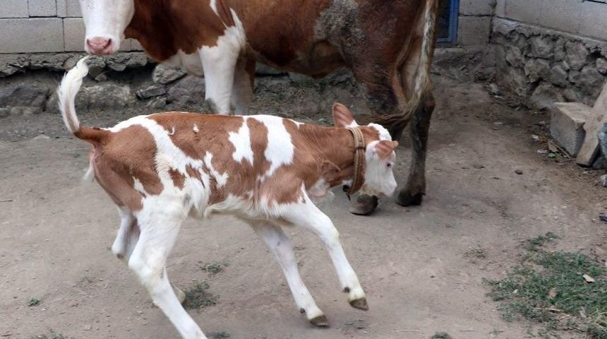 Buzağının &Uuml;zerinde Ay Yıldıza Benzeyen Desen G&ouml;renleri Şaşırtıyor