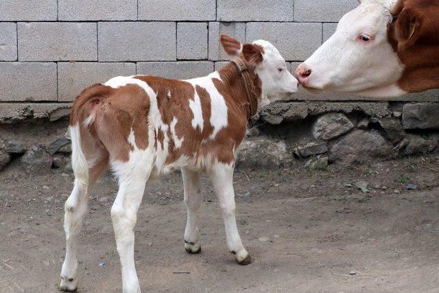 Buzağının Üzerinde Ay Yıldıza Benzeyen Desen Görenleri Şaşırtıyor