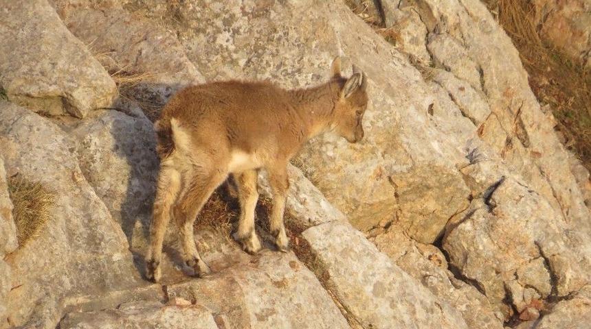 &Ouml;ks&uuml;z Yavru Yaban Ke&ccedil;isinin Yaşam M&uuml;cadelesi Kameralara Takıldı