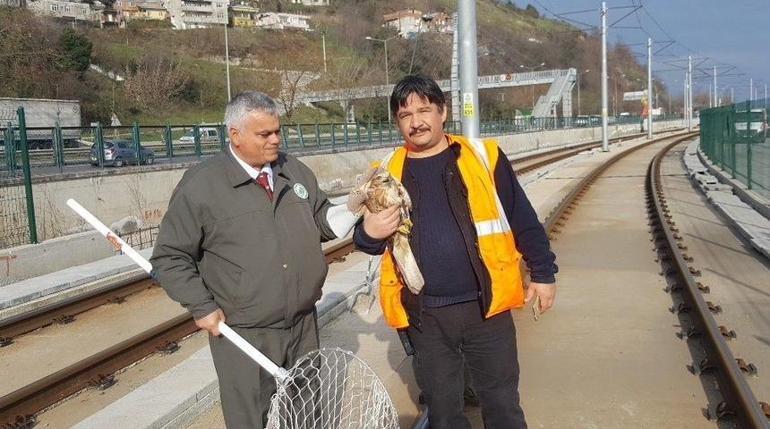 Yaban Hayatına Şefkat Eli