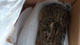 Aydın’da Yabani Tavşan Tedavisinin Ardından Doğaya Salındı