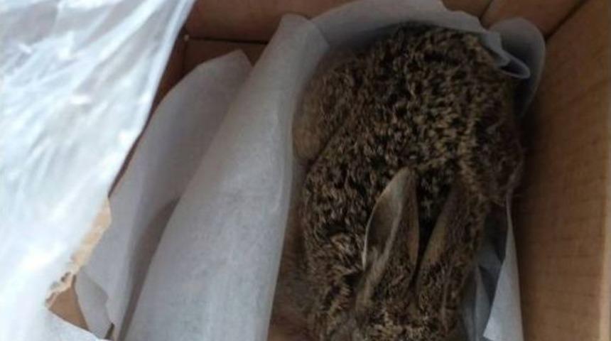 Aydın’da Yabani Tavşan Tedavisinin Ardından Doğaya Salındı