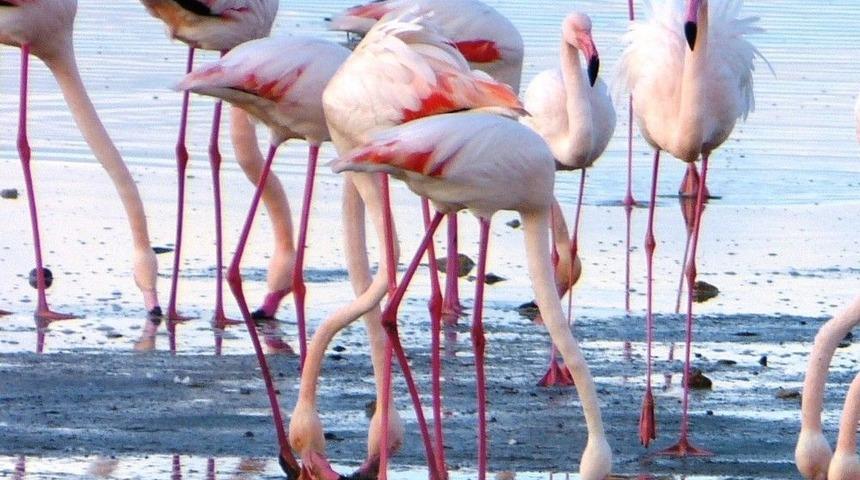 Kıbrıs&rsquo;ın İki Yakası Karşıyaka&rsquo;da Buluşuyor