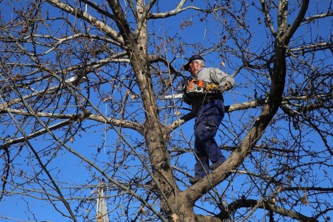 Siirt&rsquo;te Ağa&ccedil; Budama &Ccedil;alışmaları Başladı
