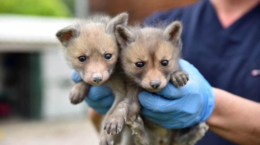 Yavru Tilkiler G&ouml;zlem Altında