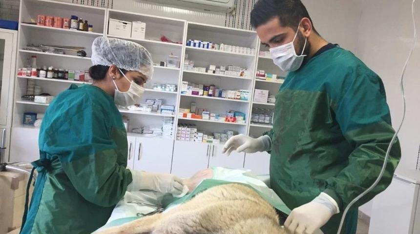 15 Ayda Bin 345 Yaralı Hayvan Tedavi Edildi