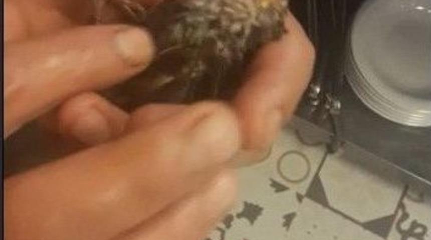 Suda Baygın Bulunan Kuş, Kalp Mesajıyla Hayata D&ouml;nd&uuml;r&uuml;ld&uuml;